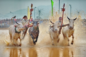 Bay Nui Ox Race Festival 2015 in An Giang