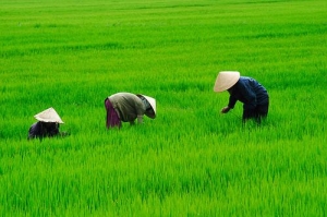 Vietnam country, with remarkably varied and complex Geography