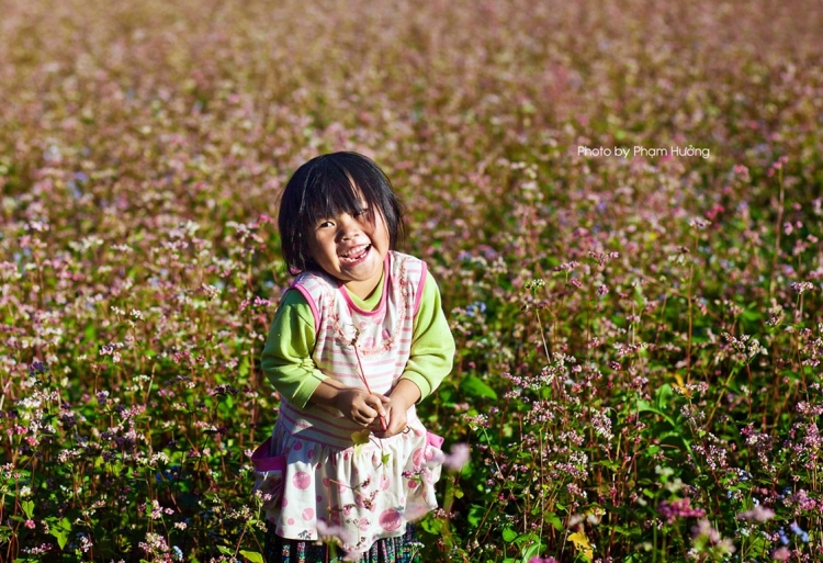 First buckwheat flower festival to be held in Ha Giang