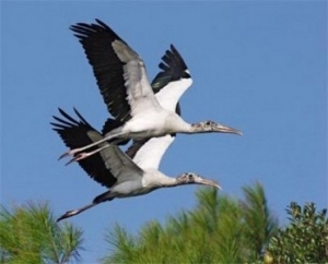 Bang Lang Stork Sanctuary- The Home of Thousands of Storks