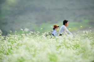 Ecstasy with the fields of napa cabbage flowers in Moc Chau