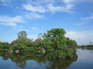 Stork Island ( Dao Co ) in Hai Duong