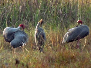 A weekend in Lo Go - Xa Mat National Park