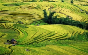 Mu Cang Chai, gold rice fields