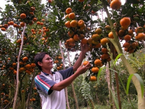 Lai Thieu Orchard and Cau Ngang Tourist Area- Binh Duong