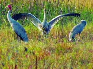 Lo Go- Xa Mat National Park