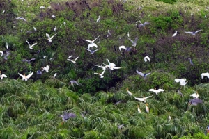 Bird yard in Ca mau City