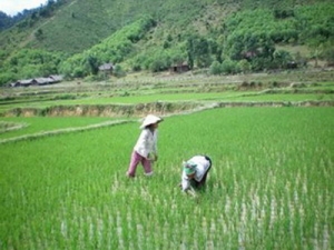 The Viet ethnic group - The majority ethnic group of Vietnam