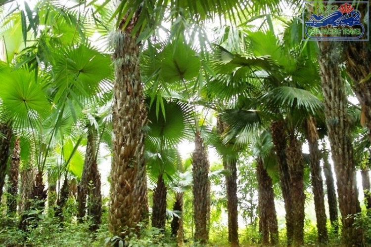 Phu Tho - The land of palm trees