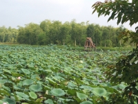 The secret beauty of Dam Long - Bang Ta forest eco-tourist area