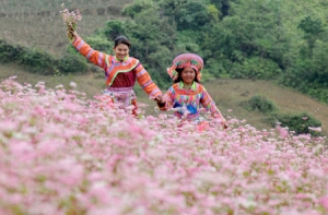 Surprised at the buckwheat flower season in Ha Giang