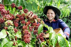 Central Highland in coffee harvest season