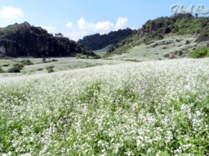 Fields of pristine white flowers in Moc Chau Plateau