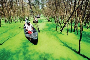 Marvel at the beauty of Tra Su cajuput forest