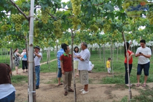Visit Ba Moi&#039;s vineyard in Ninh Thuan