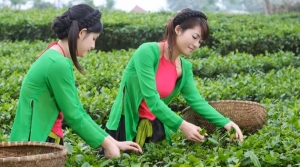 Festival honours Vietnamese tea in Tan Cuong