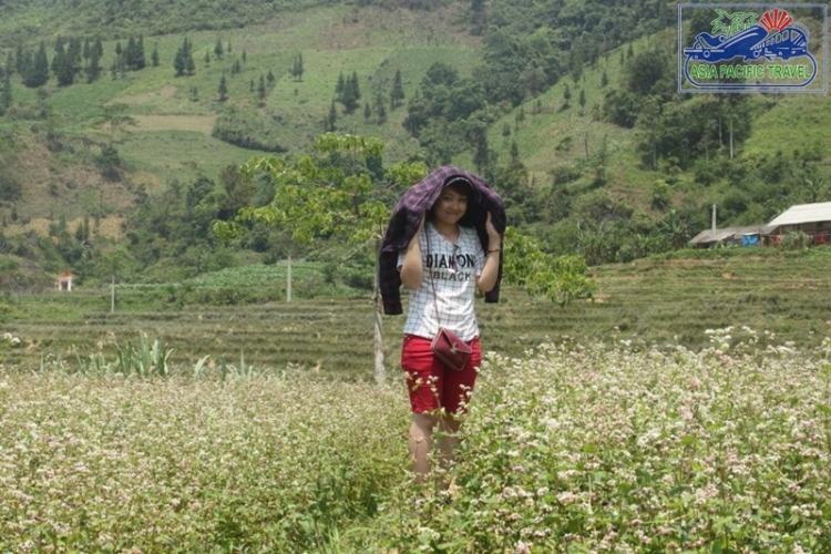 The first buckwheat flower festival to be held in Ha Giang
