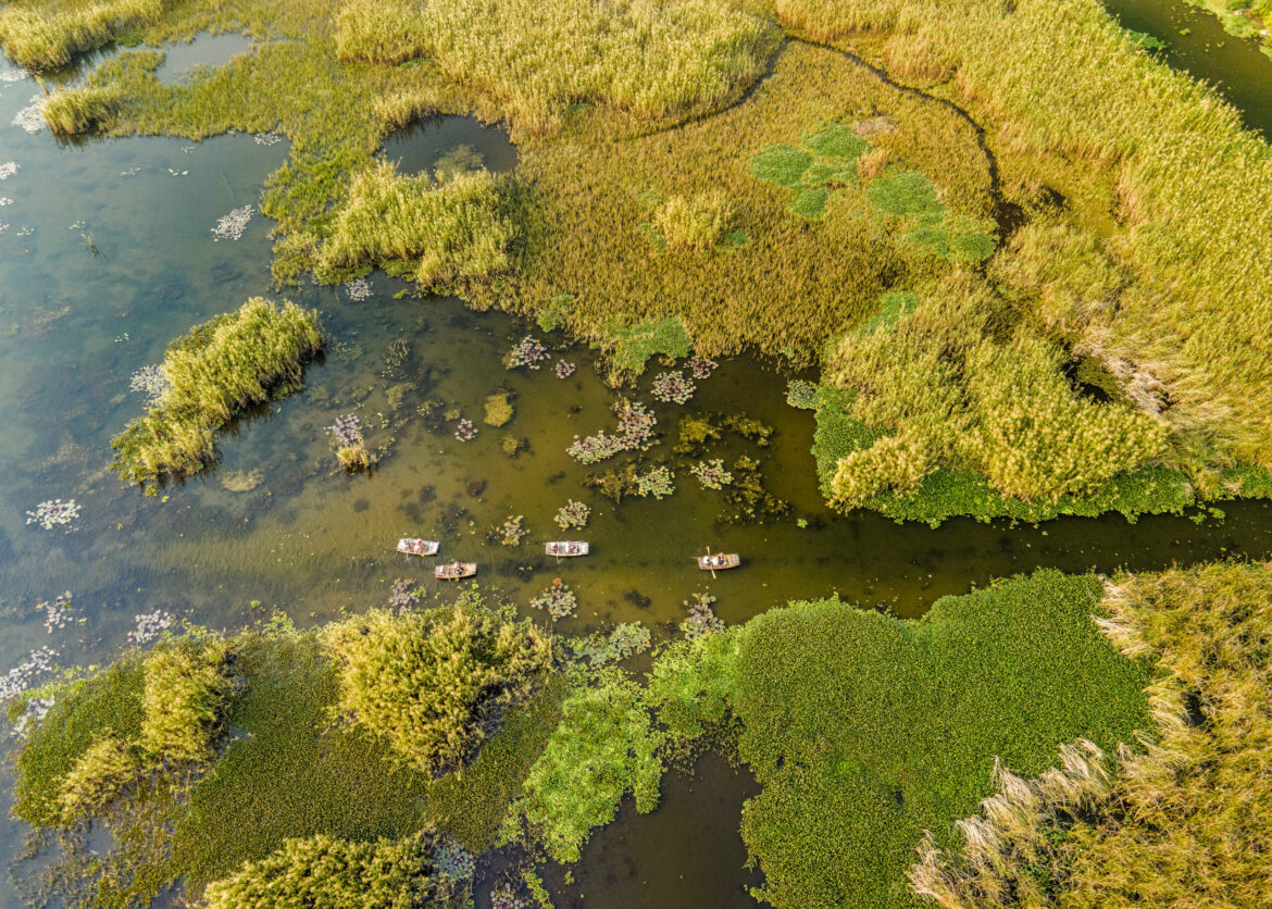 Van Long Natural Reserve is very famous for its natural beauty of kinds of grasses grown on nice lagoons