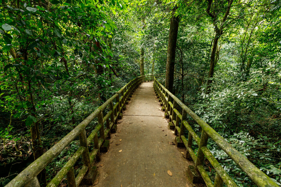 The jungle of Cuc Phuong at Ninh Binh in Vietnam