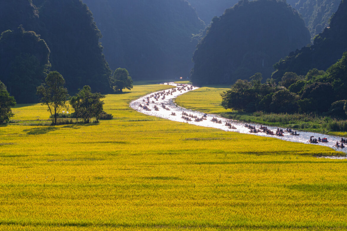 Ripe rice season in Tam Coc, Bich Dong, Ninh Binh